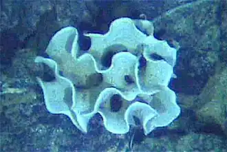 The xenophyophore, another single-celled foraminiferan, lives in abyssal zones. It has a giant shell up to 20&nbsp;cm across.[97]