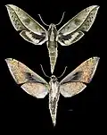 Xylophanes amadis
