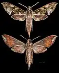 Xylophanes fusimacula