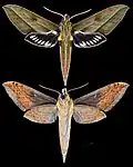 Xylophanes nabuchodonosor