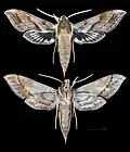 Xylophanes norfolki
