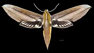 Female dorsal