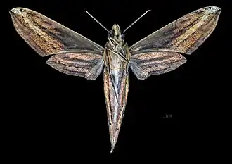 Female underside