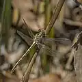Teneral male