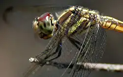 Female close-up