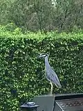 Standing in suburban backyard