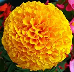 Tagetes erecta (marigold)