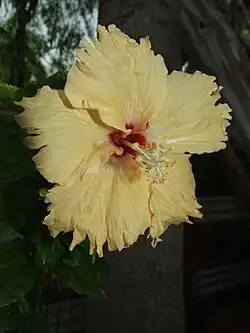 Hibiscus 'Sprinkle Rain'