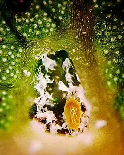 Mite inside domatium of Cinnamomum camphora