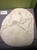 Yixianornis specimen TNP 01616 at the museum.