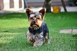A Yorkshire Terrier with a dark coat