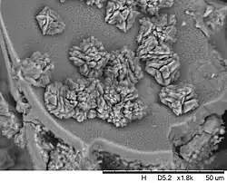 SEM image of zeolite crystals on an engineered cellular magmatic