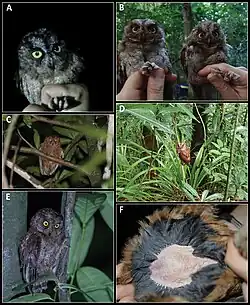 A collage of photos of the owl species Otus bikegila