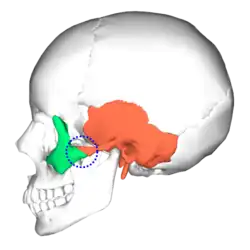Zygomaticotemporal suture (blue circle) and position of two bones.