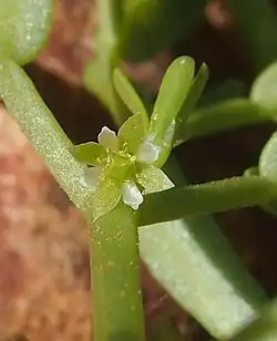 Flower of Roepera ammophila