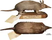 Brown armadillo