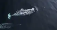 Two narwhals at the water surface. They have irregular markings over a white background, extremely small pectoral fins and a large, broad tail.