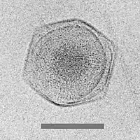 Cryo-EM image of the CroV giant marine virus(scale bar represents 200 nm)