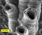 SEM image of a hederelloid from the Devonian of Michigan (largest tube diameter is 0.75&nbsp;mm). The SEM is used extensively for capturing detailed images of micro and macro fossils.