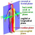 Anatomical plane