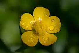 The gloss of buttercup flowers is due to thin-film interference.
